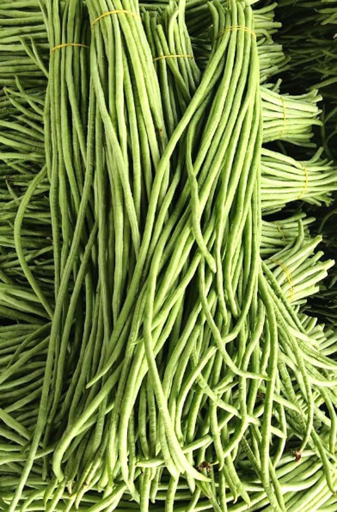 30 Semillas Frijol Largo Verde/Rojo para Jardín