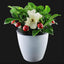 30 Pzas Mini Hongos Decoración Jardín Árbol Navidad