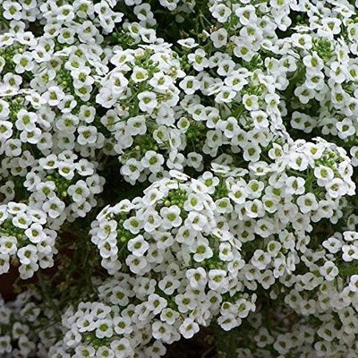 Semillas flores dulces altas Lobularia maritima 1lb