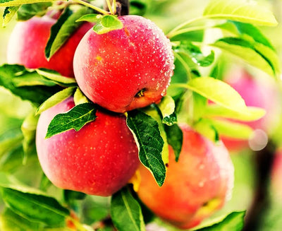 100 Pzas Semillas Manzano Miel Crujiente Pomme Pommier