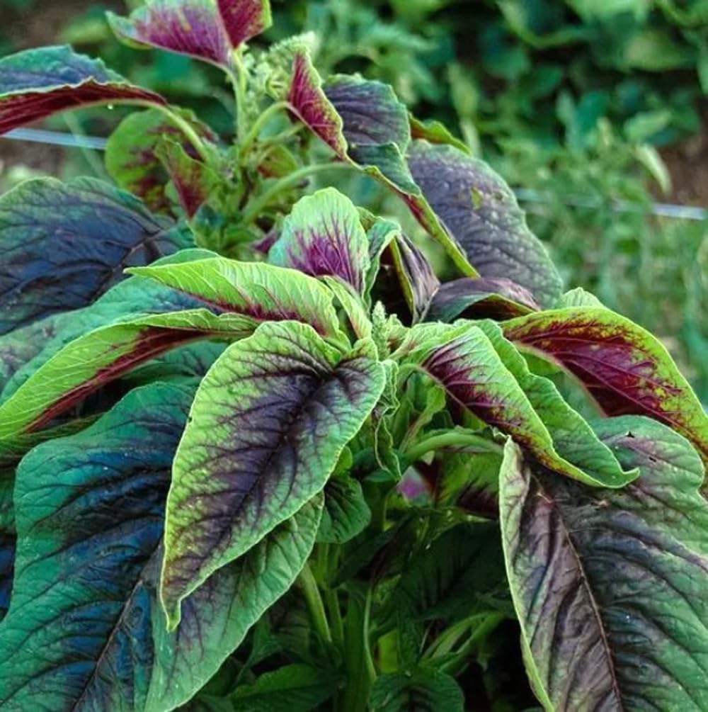 500 Pzas Semillas Amaranto Tricolor Vegetales