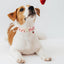 Collar perro primavera/verano ajustable con fresas rosas talla M