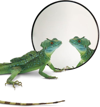 Espejo lagarto 5.1pulg con ventosas decoración acuario
