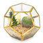 3 Pzas Terrario Cristal Geométrico 4pulg Decorativo Jardín Hadas