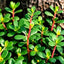 1000 Semillas Verdolaga Dorada Portulaca Sativa Sin OMG