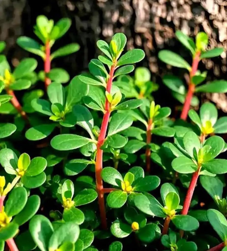 1000 Semillas Verdolaga Dorada Portulaca Sativa Sin OMG
