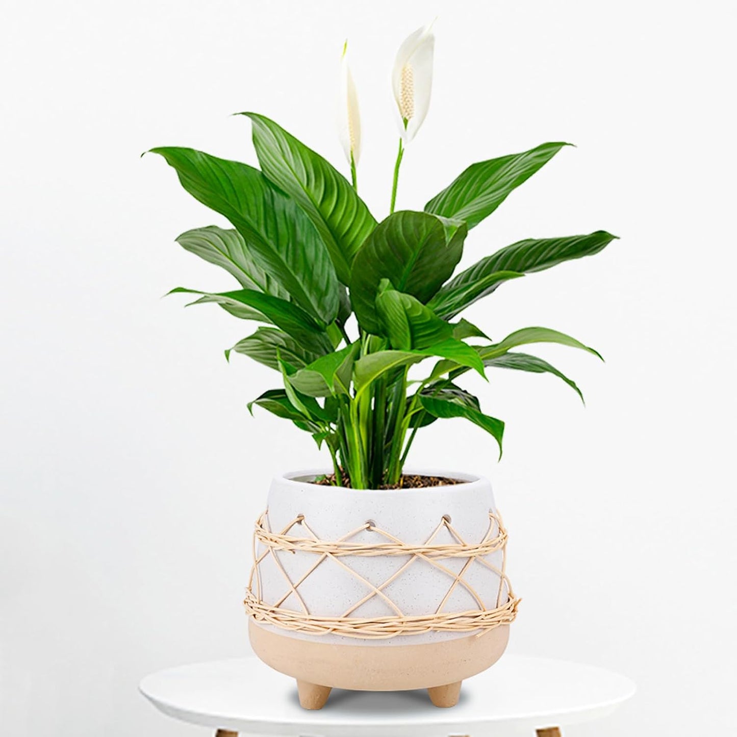 Maceta Cerámica 8" Estilo Mid-Century con Drenaje