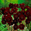 Semillas cosmos chocolate flores dobles jardín