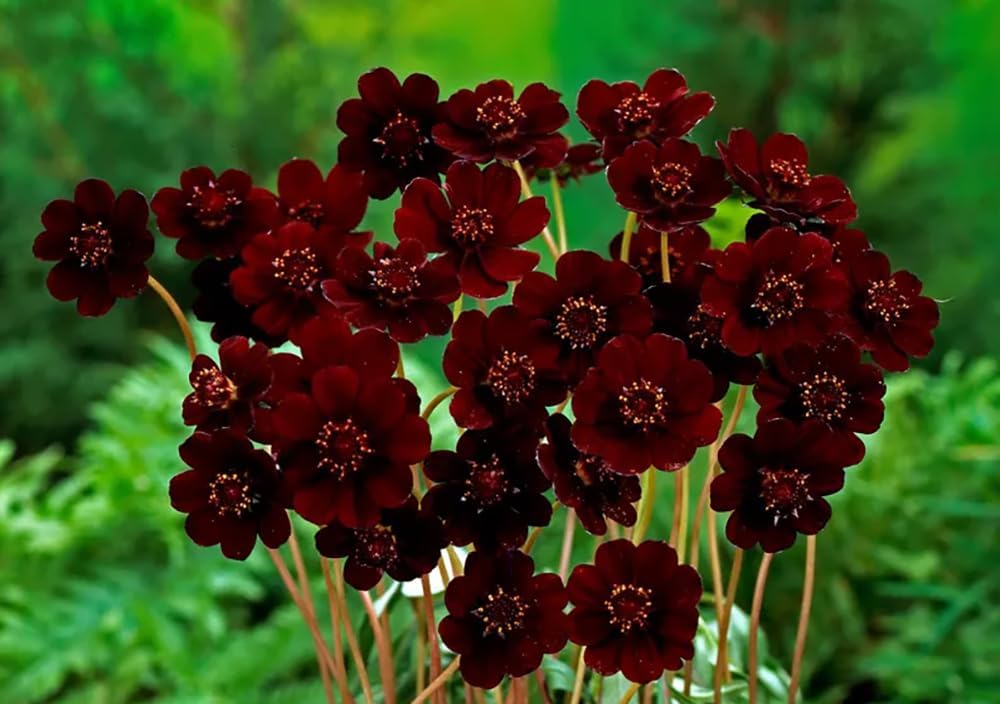 Semillas cosmos chocolate flores dobles jardín