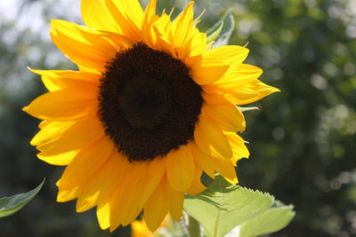 Girasol dorado semillas 100 pzas 5-6ft flores gigantes
