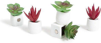 12 Pzas Imán Suculenta Verde para Pizarra Oficina