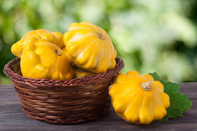 Semillas calabacín Patty Pan Amarillo No GMO
