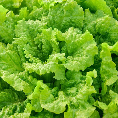 7000 Semillas Lechuga Simpson Sin OMG para Huerto
