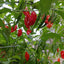 Semillas pimiento Bhut Jolokia picante genuino EE.UU.