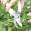 Tijeras podar jardinería flores ramas hojas crema