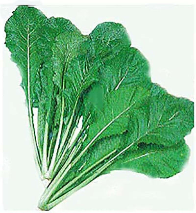 Semillas nabo 3400 produce solo verduras