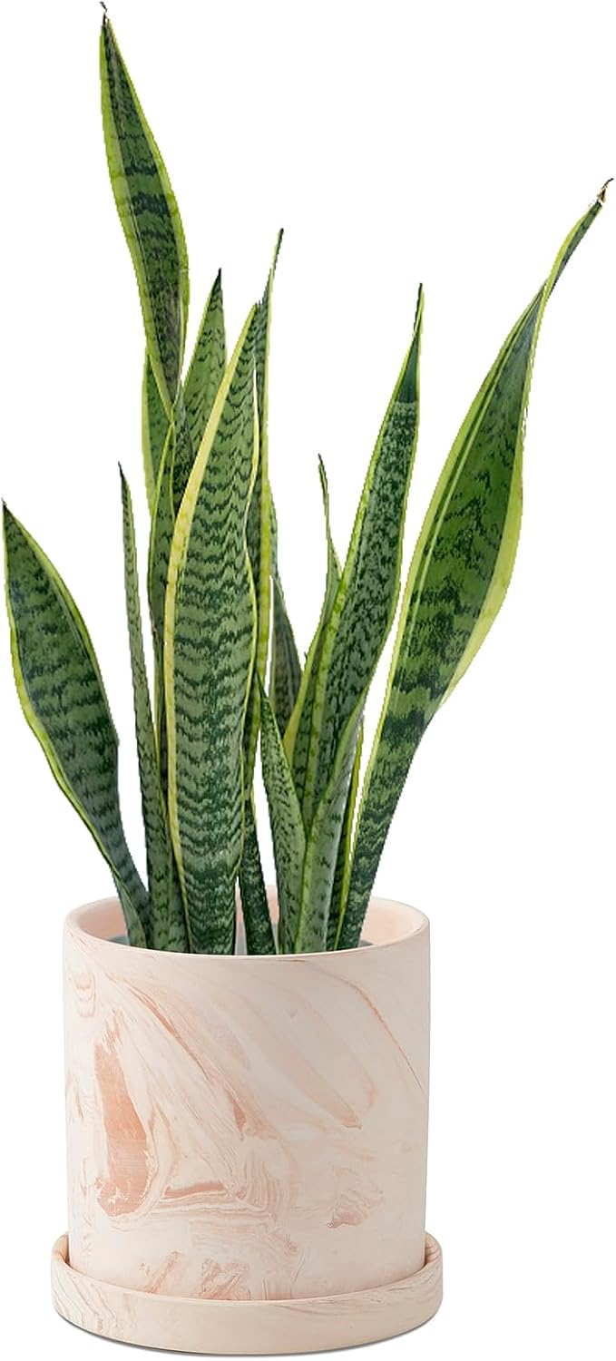 Maceta terracota 5" con drenaje para suculentas hogar