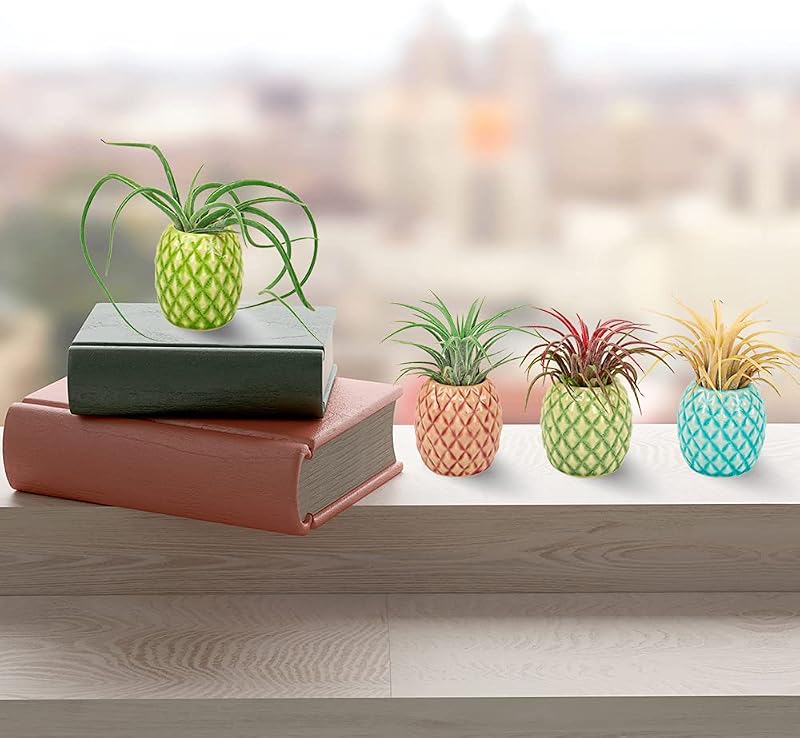 4 Soportes Cerámica para Plantas de Aire Colgantes