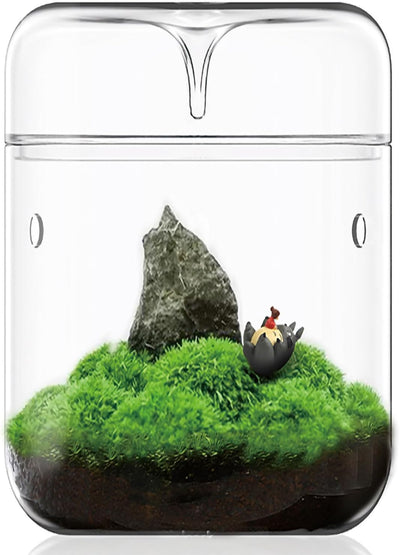 Terrario vidrio 4.7x7pulg para suculentas y helecho hogar