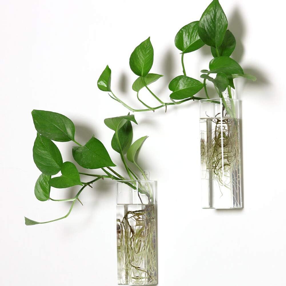 Macetero colgante terrario cristal soporte plantas
