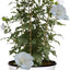Arbusto hibisco pilar blanco 5gal