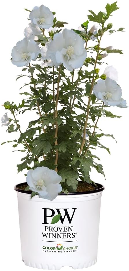 Arbusto hibisco pilar blanco 5gal