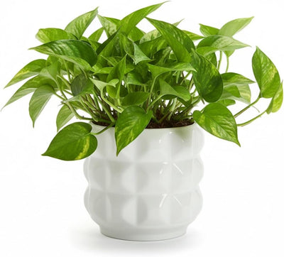 Maceta cerámica drenaje 4.5" redonda 3D blanco