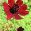 Semillas cosmos chocolate flores dobles jardín