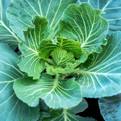 Semillas de col deliciosas para verduras