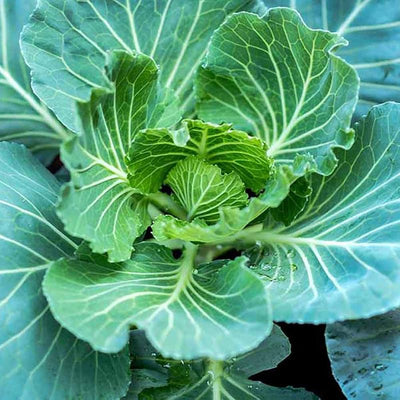 Semillas de col deliciosas para verduras