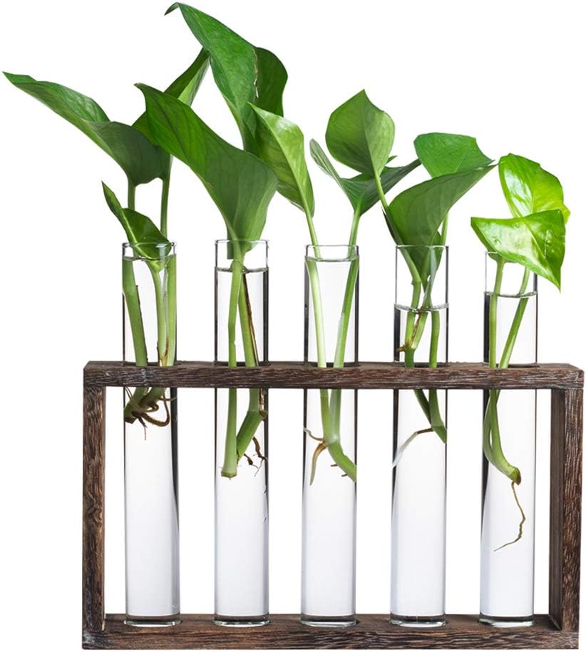 Estación propagación plantas 5 tubos vidrio escritorio marrón