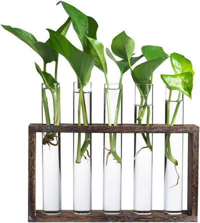 Estación propagación plantas 5 tubos vidrio escritorio marrón