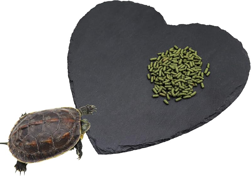Plataforma sol reptiles 10x10pulg cuenco tortuga