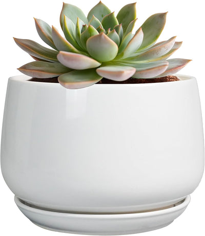Macetas cerámica con drenaje 6" decoración oficina