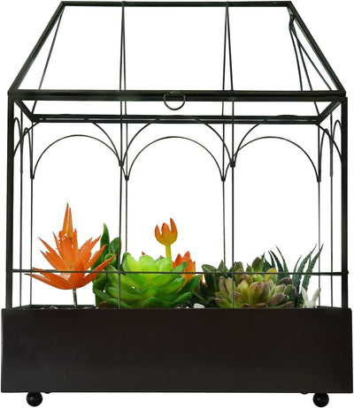 Terrario cristal alto 9.5x5.7x11.4pulg con bandeja