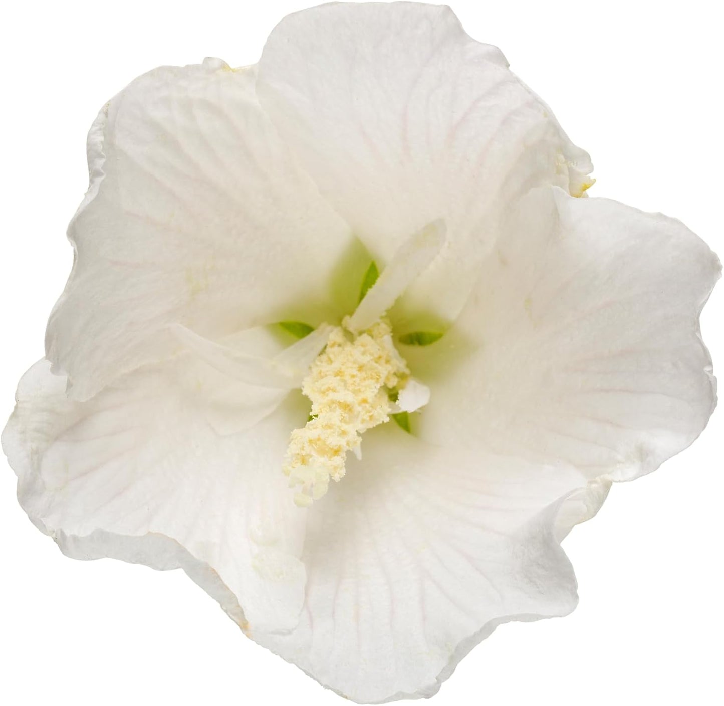 Arbusto hibisco pilar blanco 5gal