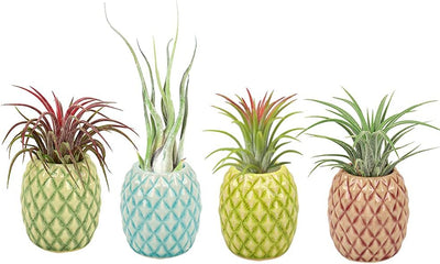 4 Soportes Cerámica para Plantas de Aire Colgantes