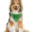 Bufanda perro estampado pepinillos regalo cumpleaños verde