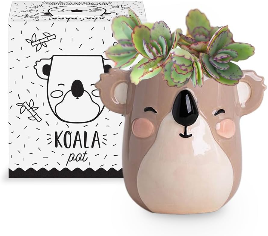 Maceta cerámica koala 7.6x7.6x10.2cm drenaje cómodo