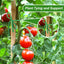 2 Pzas Cuerda Jardín Elástica para Plantas Trepadoras 98pies