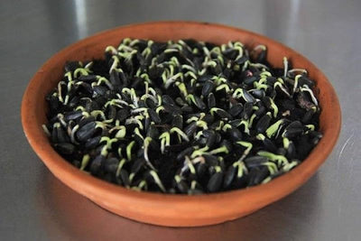 Semillas girasol para brotar microverdes 4oz ricos en s y minerales