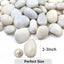 Rocas blancas de río 5lb para plantas, jarrón, acuario