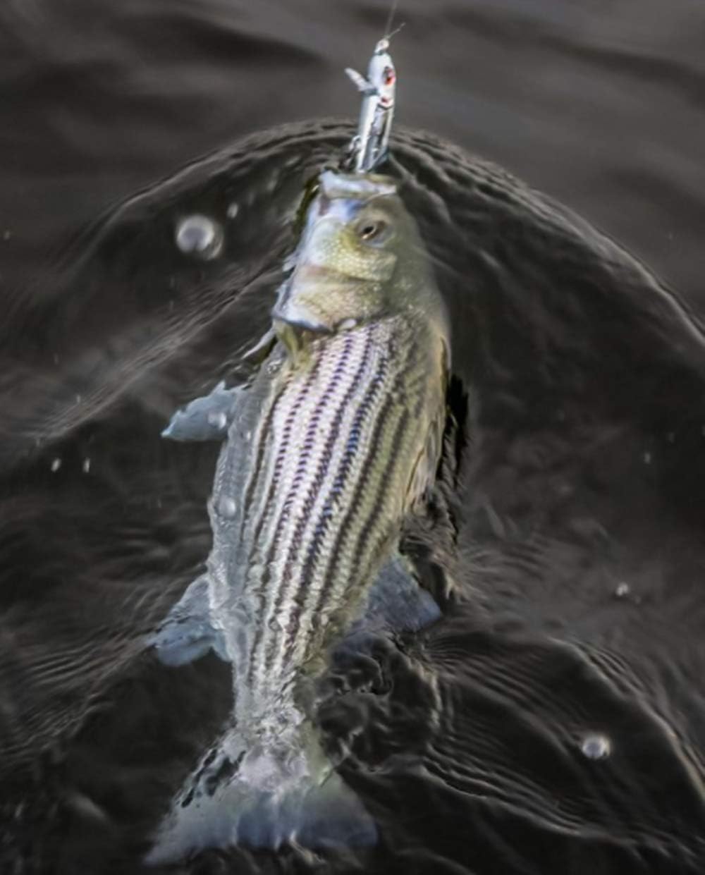 Señuelo Wake Minnow articulado para pesca V-Wake