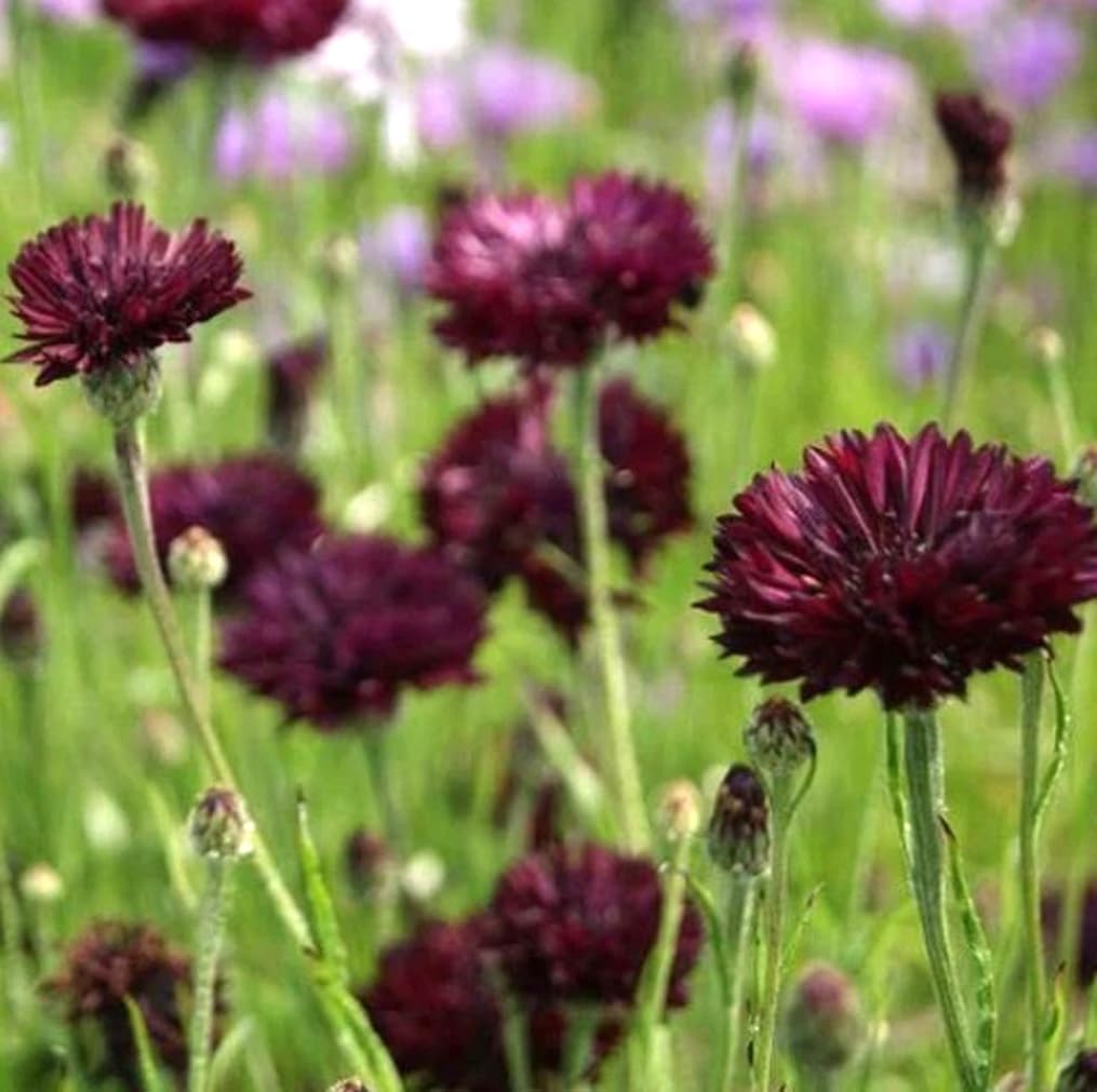 100 Pzas Semillas Centaurea Cyanus Jardín Hogar