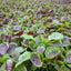 500 Pzas Semillas Amaranto Tricolor Vegetales