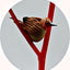 Set 12 figuras pájaro Robin marrón decoración jardín