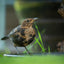 Cilindros semillas pájaro con agujero 2 Pzas