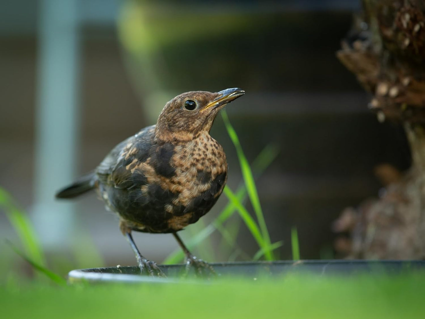 Cilindros semillas pájaro con agujero 2 Pzas