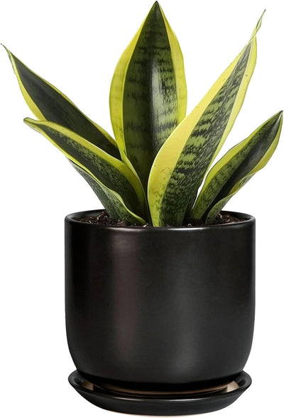 Maceta cerámica redonda para cactus 5" drenaje platillo