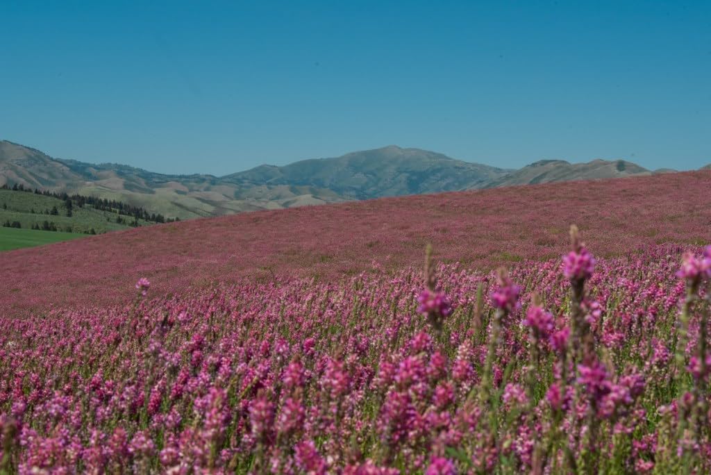 1800 Semillas Saifoin Rosa 0.99oz No GMO
